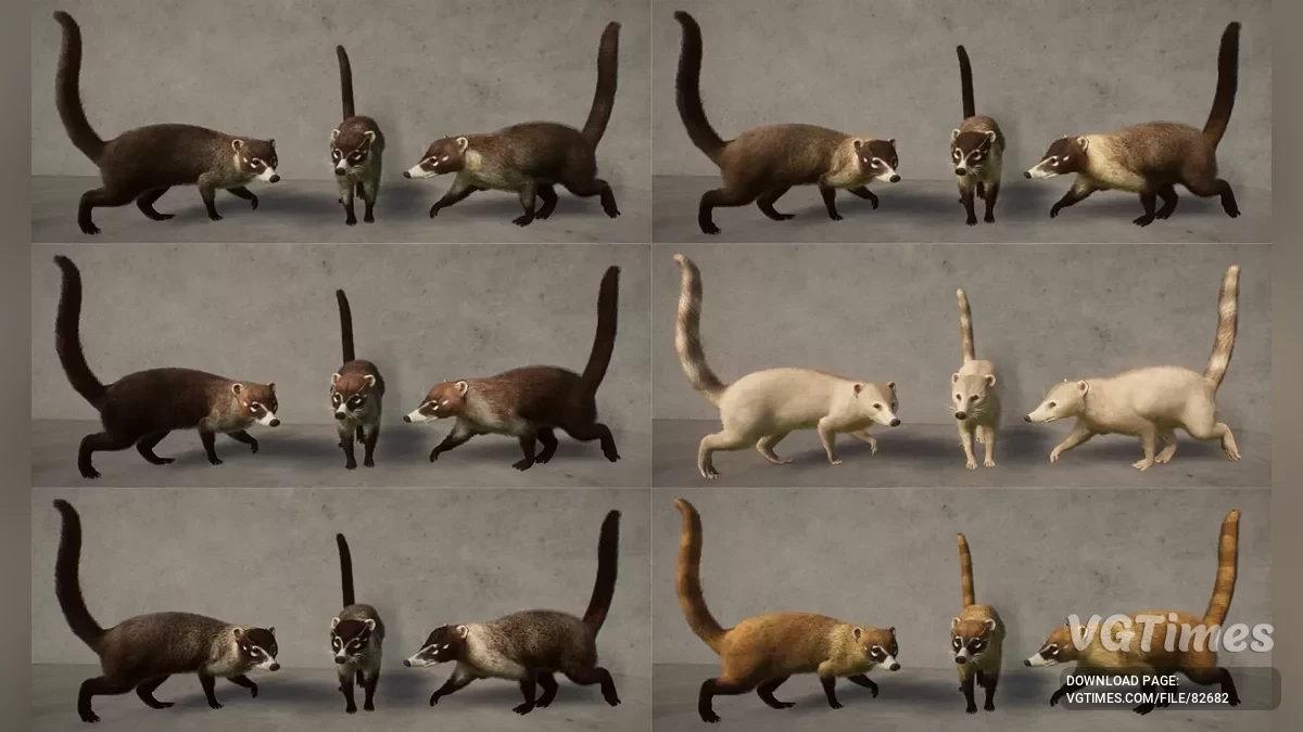 Planet Zoo — Białonose koati - nowy gatunek (1.19)