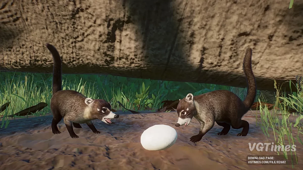 Planet Zoo — Białonose koati - nowy gatunek (1.19)