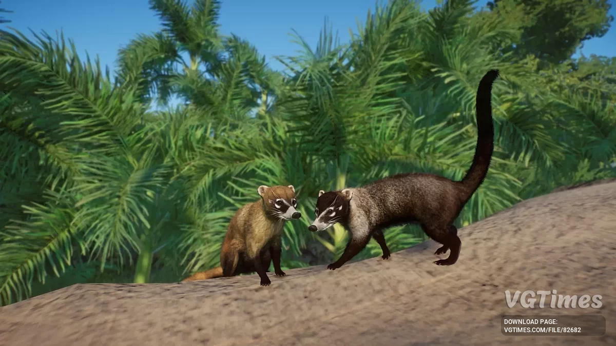 Planet Zoo — Białonose koati - nowy gatunek (1.19)