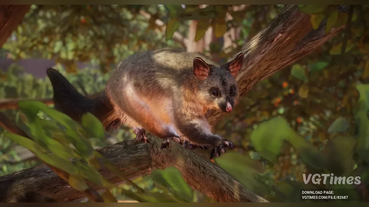 Planet Zoo — Звичайний щеткохвостий поссум (кузу) — новий вид