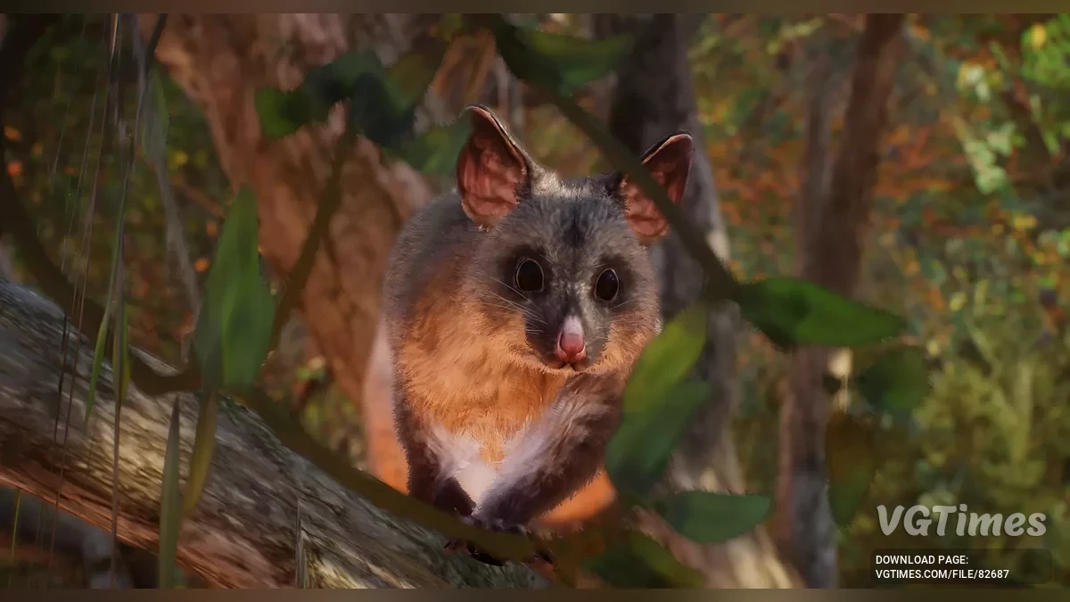 Planet Zoo — Звичайний щеткохвостий поссум (кузу) — новий вид