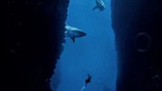 Submersed