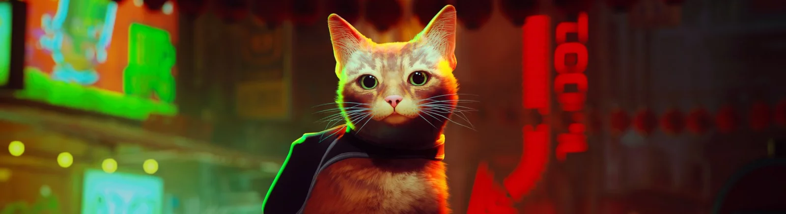 Stray — New Cat Breeds / Creatures and monsters / Characters and players