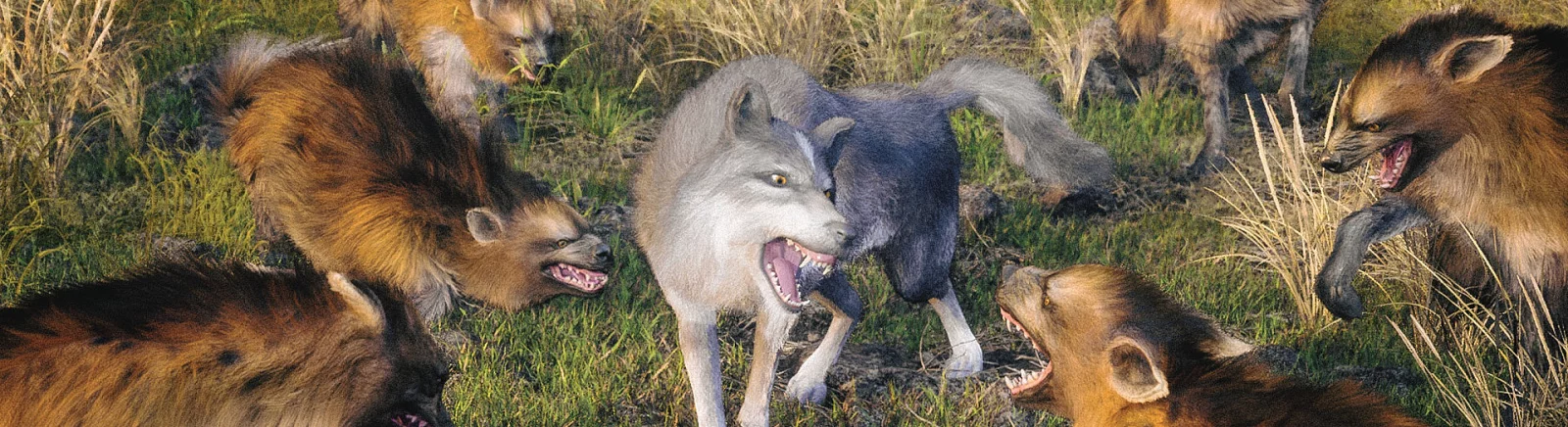 Wild Wolf Game - All About the Game: trailer, system requirements, reviews and ratings, prices and discounts, guides and walkthrough, similar games 