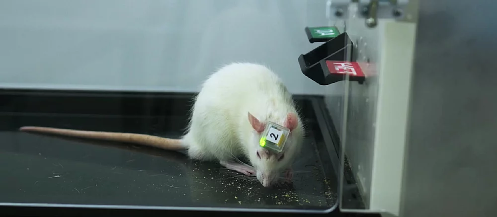 Щур зміг відповісти на сотні наукових питань за допомогою вживленого в мозок чипа з ІІ
