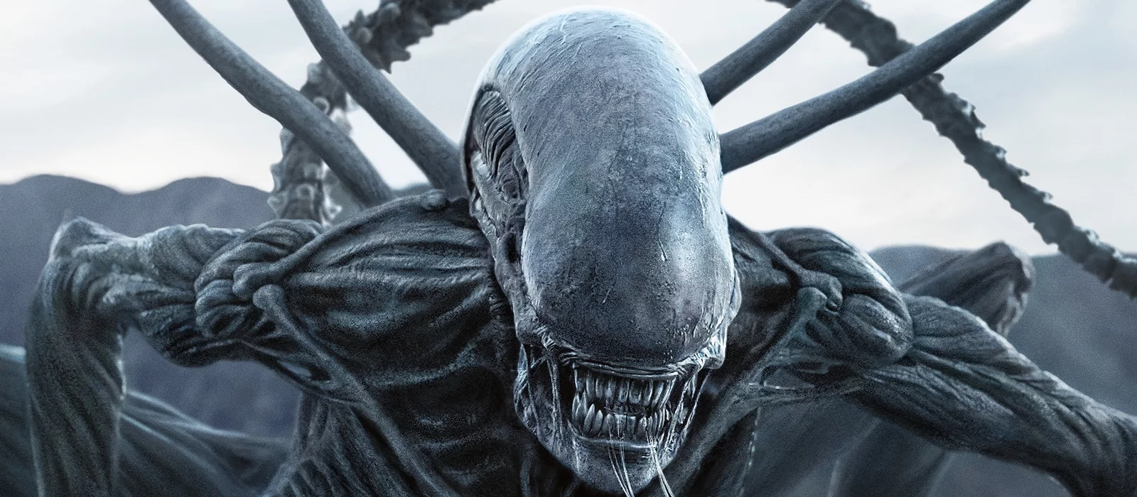Rumeur : Les franchises Alien et Predator pourraient préparer le public à un grand crossover