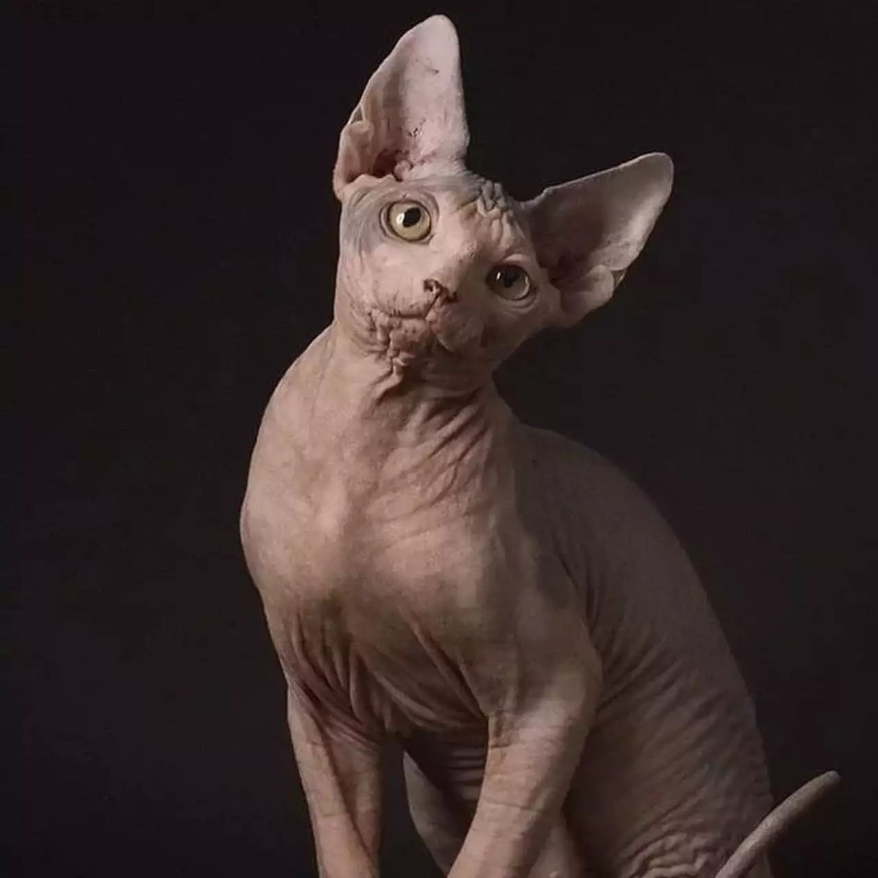 Dónde encontrar un gato en Cyberpunk 2077 y cómo adoptarlo en el apartamento de V Dónde encontrar un gato en Cyberpunk 2077 y cómo adoptarlo en el apartamento de V