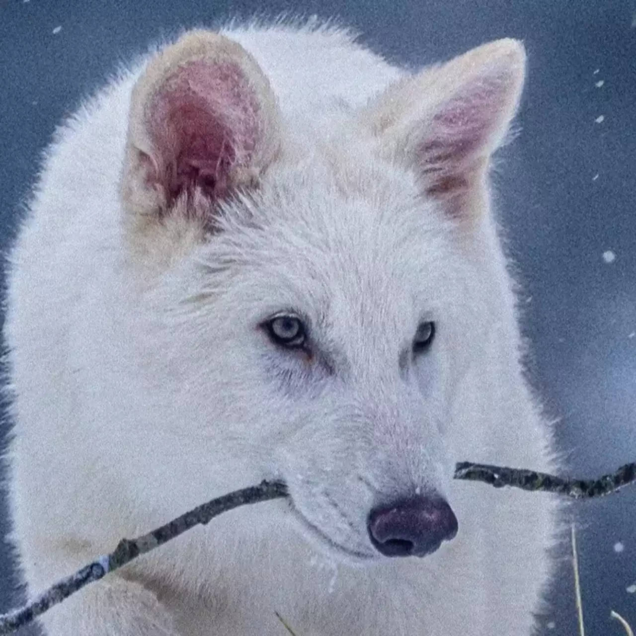 Autor de 'Game of Thrones' posa com descendente do Lobo Gigante 'ressuscitado' — extinto há mais de 10.000 anos Autor de 'Game of Thrones' posa com descendente do Lobo Gigante 'ressuscitado' — extinto há mais de 10.000 anos