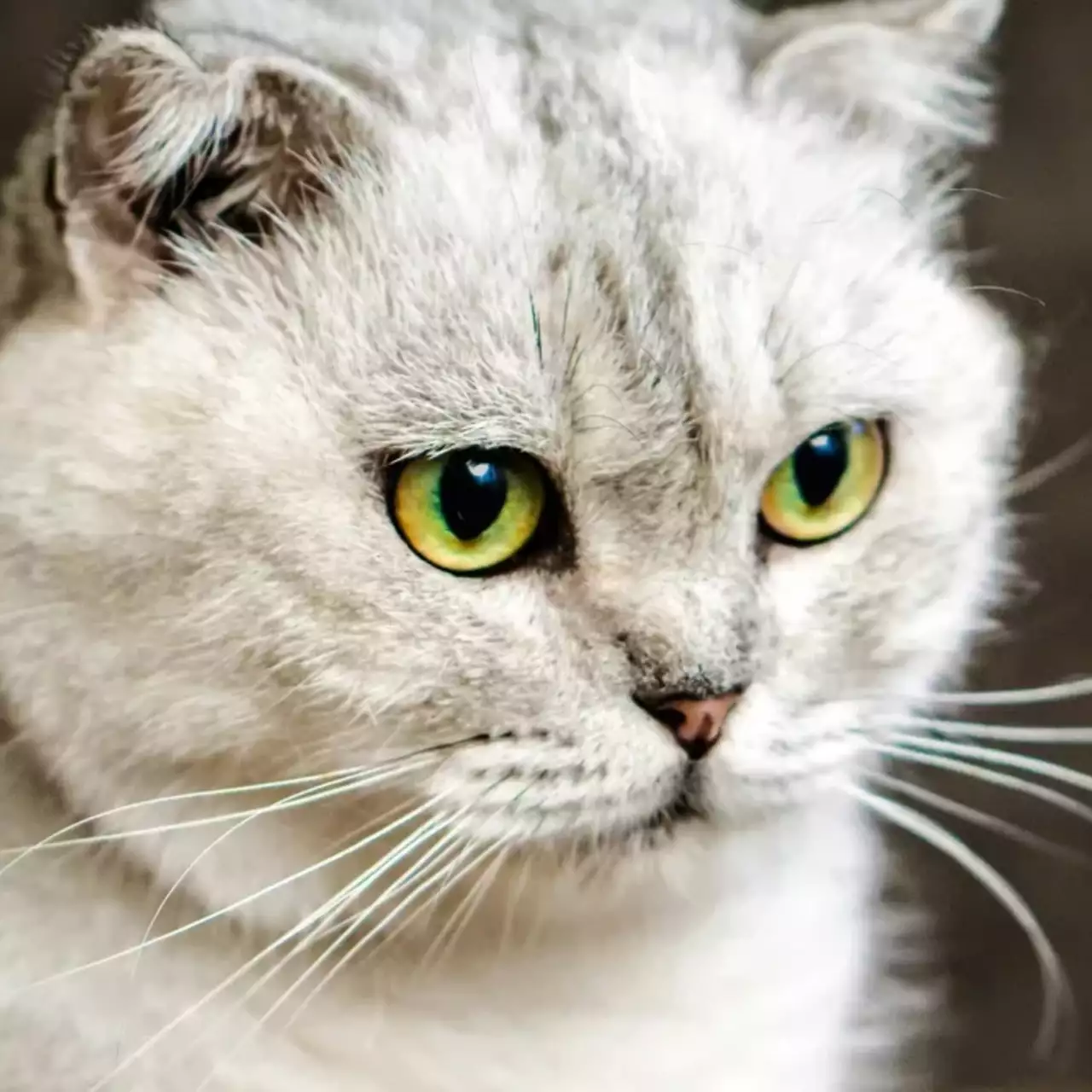 New Open-World Cat Simulator Peace Island Launches in Steam Early Access After 8 Years in Development