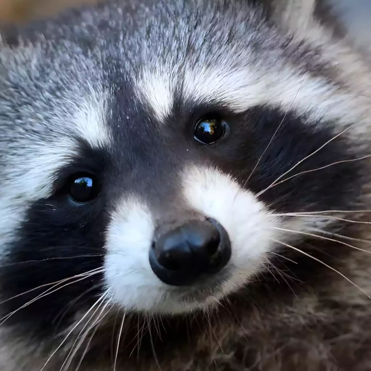 Ex-Rocket League Developers Announce Trash Day — A Game Where You Play as Trash-Collecting Raccoons