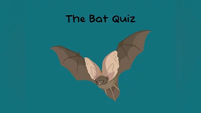 The Bat Quiz (PS4)