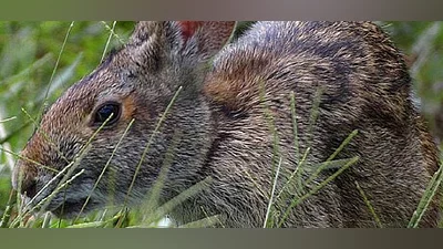 Warhammer 40,000: Dawn of War - Definitive Edition