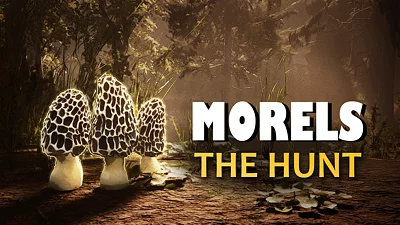 Morels: The Hunt